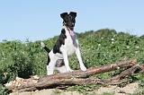 FOX TERRIER POIL LISSE 087